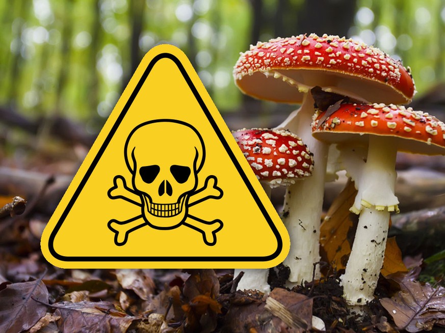 Essbar oder giftig? Beweise dich im Pilz-Quiz!