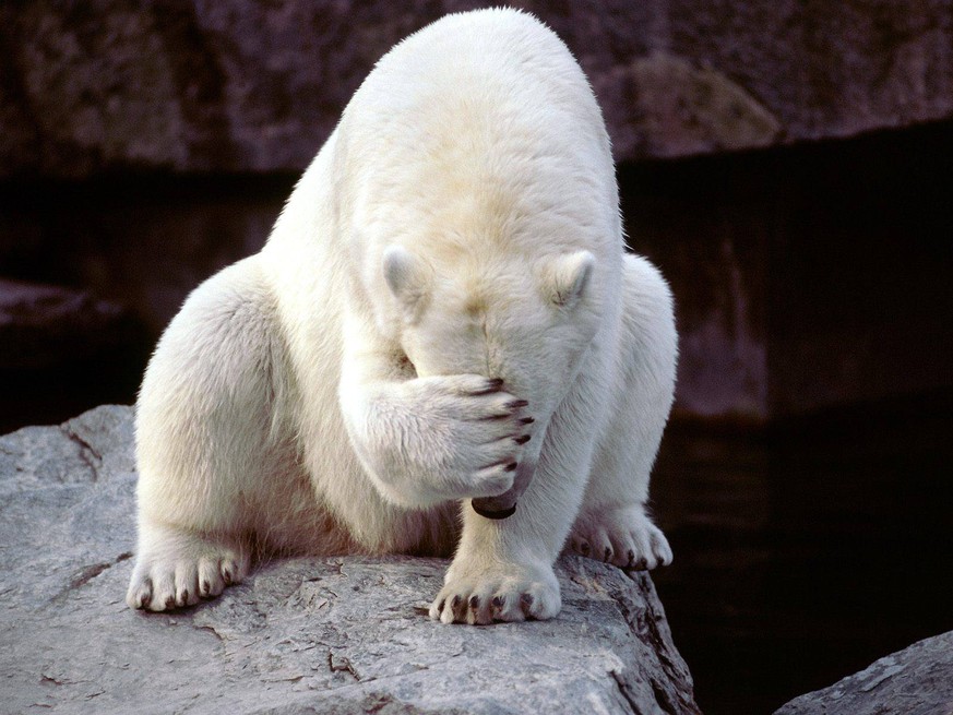 Eisbär
Cute News
http://animaljam.wikia.com/wiki/File:POlar_facepalm.jpg