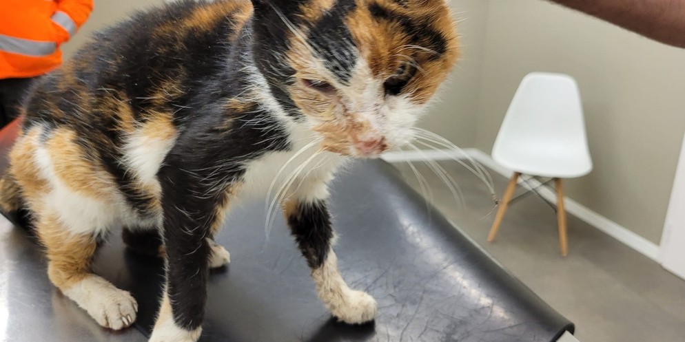 Die kranke Katze, die die Tierhilfe abgeholt hat.