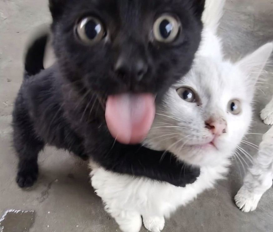 cute news tier katze

https://ch.pinterest.com/pin/1121888957221948055/