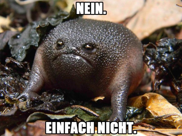 Sagte der schwarze Waldfrosch.