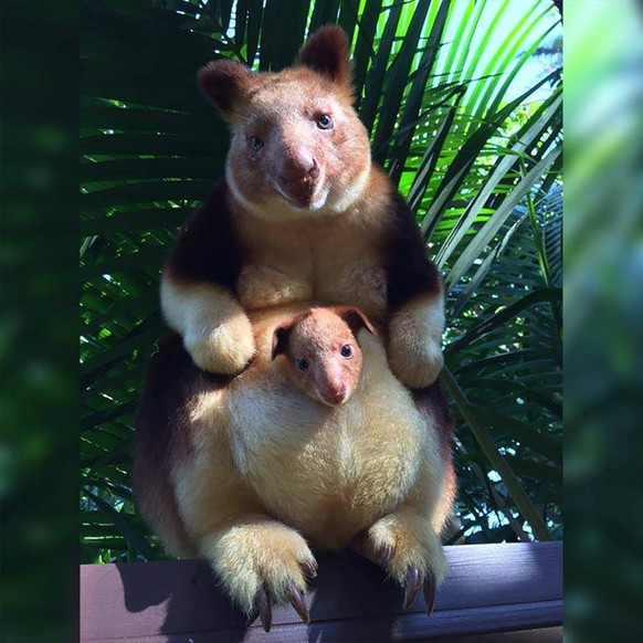 Baumkänguru
Cute News
https://imgur.com/gallery/5nUqg