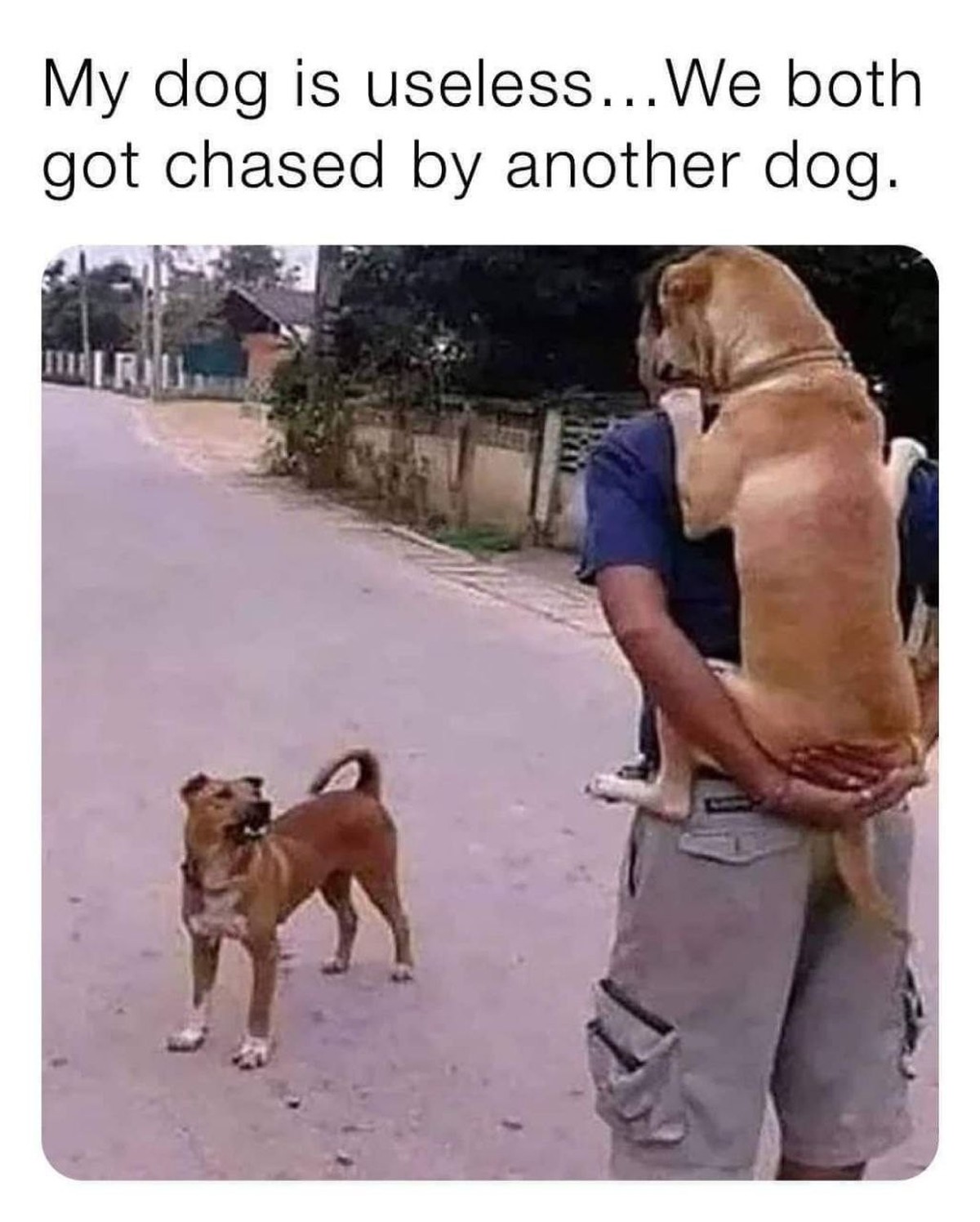 Lustige und schöne Hunde-Memes zum Welthundetag 2023