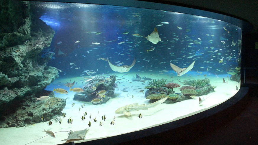 In this undated photo released by Sunshine City, stingrays and other fish swim in the &quot;Sunshine Lagoon&quot; tank at Sunshine Aquarium in Tokyo. The popular Tokyo aquarium said Thursday, Nov. 9,  ...