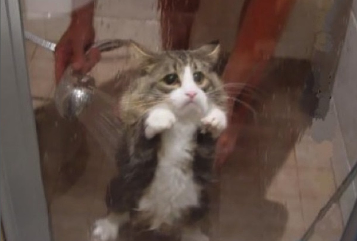 Dieses Büsi weiss genau, was ihm blüht. Und der verängstigte Blick hat seine Berechtigung – wie ein paar andere Fotos von frisch geduschten Katzen beweisen.
