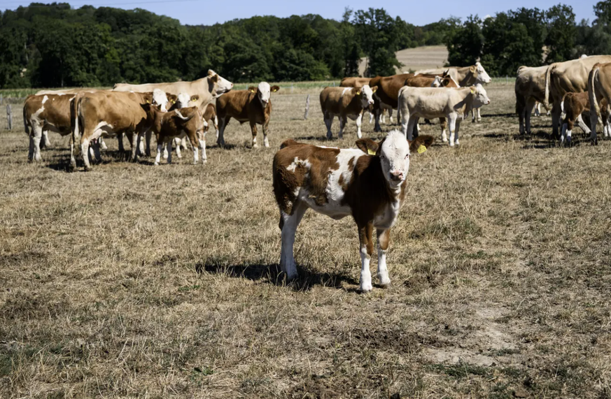Kühe auf verdorrtem Gras statt auf grüner Wiese im August 2022.
