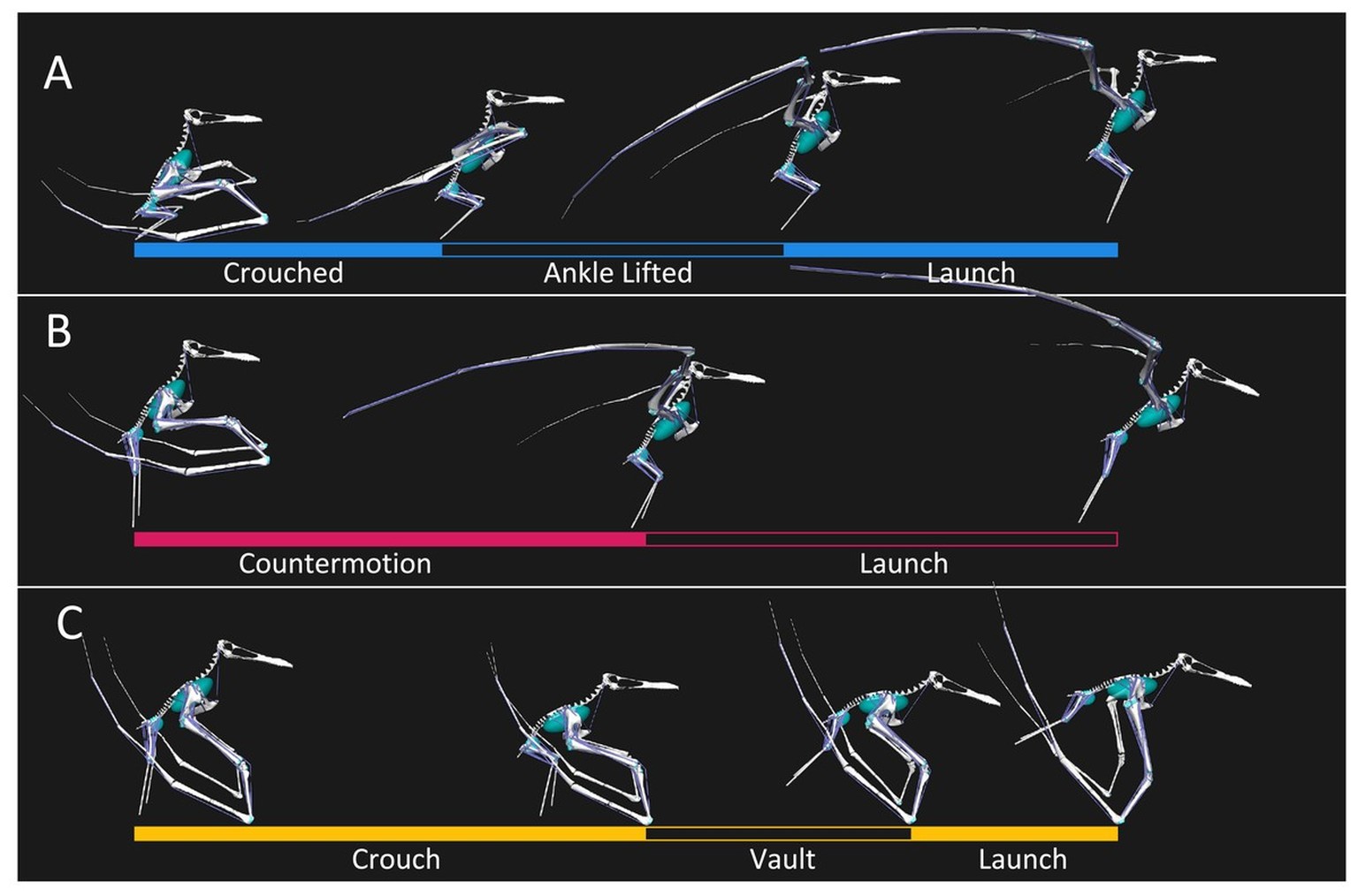 One second take-off sequences used in this study highlighting key phases.
(A) Bipedal burst style take-off with crouched, ankle lifted, and launch phase timings highlighted. (B) Bipedal countermotion  ...