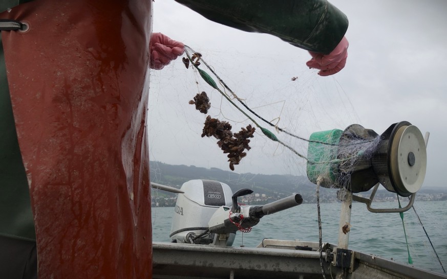 Felchensterben im Bodensee. Eine Reportage mit Berufsfischer Gallus Baumgartner, 31. August 2023