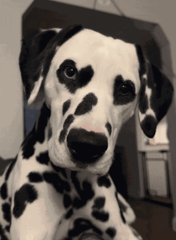 Animiertes GIF