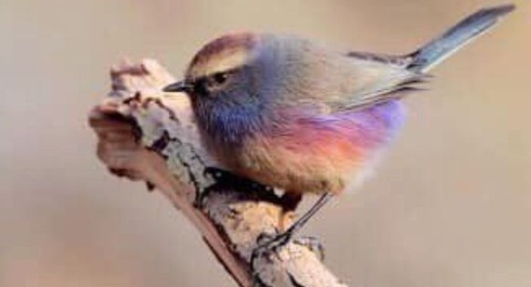 cute news tier purpurhähnchen

https://www.instagram.com/p/DR70AmhDIZk/