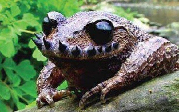 Leptobrachium boringii, gemeinhin bekannt als Emei-Schnurrbartkröte oder Taosze-Stachelkröte

https://www.reddit.com/r/natureismetal/comments/alvivs/the_moustache_toad_leptobrachium_boringii_grows_a/