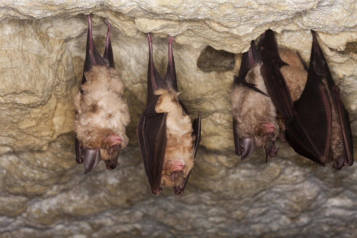 Große Hufeisennase rhinolophus ferrumequinum, ERWACHSENER HIBERIERT IN EINER HÖLLE, NORMANDY IN Frankreich *** Great Horseshoe Nose Rhinolophus ferrumequinum , Adult HIBERATED in a HELL, Normandy in F ...