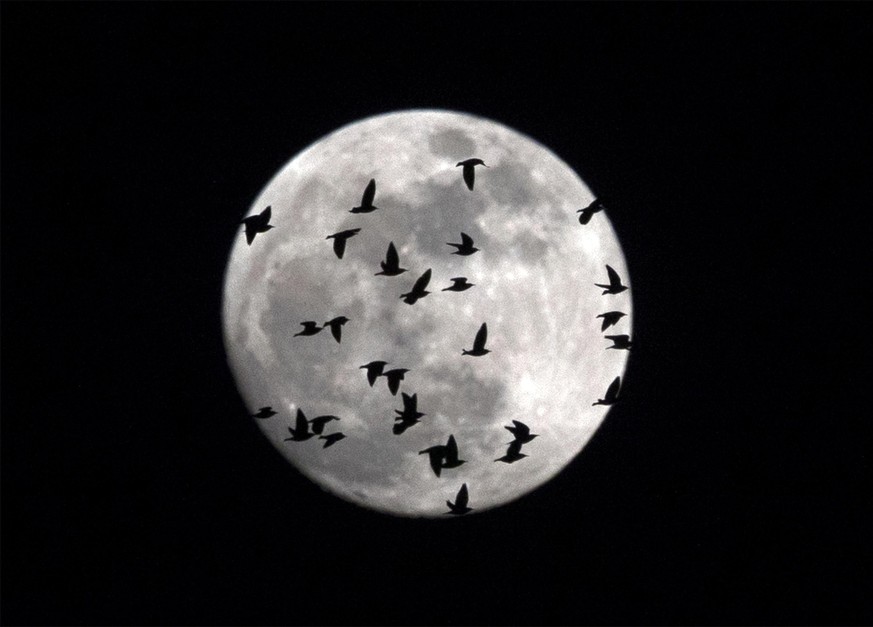 epa06486297 The moon backdrops a flock of birds flies over the sky of Rome, Italy, 30 January 2018. On 31 January 2018, a Blue Moon, a total lunar eclipse and a supermoon coincide to create a rare lun ...