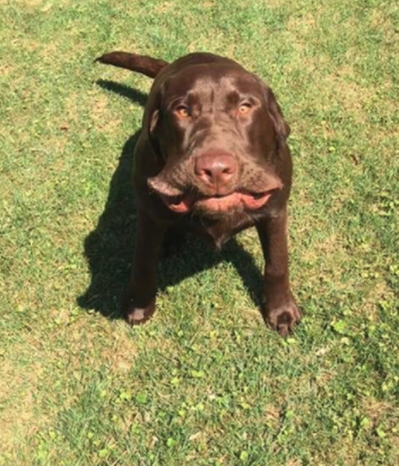 Hund muss niessen
Cute News
https://imgur.com/gallery/6ZE1ozL