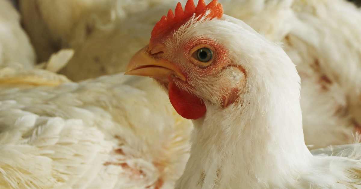 migros-coop-aldi-und-co-wollen-kein-us-fleisch-in-den-regalen