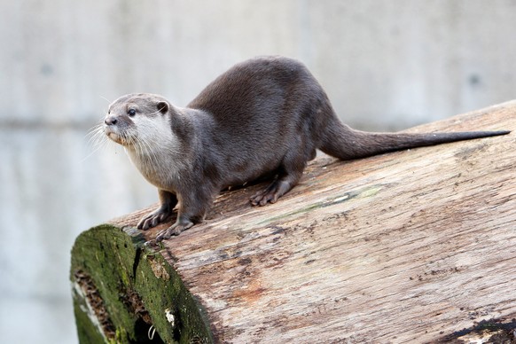 ZUR SICHTUNG EINES FISCHOTTERS IN DER SCHWEIZ NACH 25 JAHREN STELLEN WIR IHNEN FOLGENDES THEMENBILD ZUR VERFUEGUNG - An otter is pictured at the Zoo "Bois du Petit-Chateau" in La Chaux-de-Fo ...