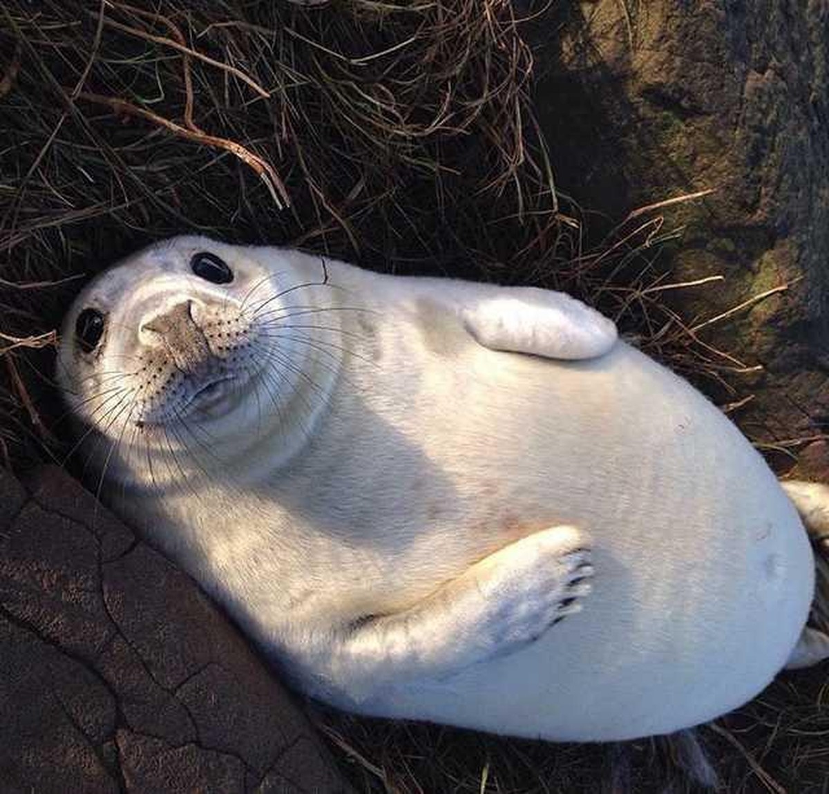 cute news animal tier 

https://imgur.com/gallery/sEq3Kml