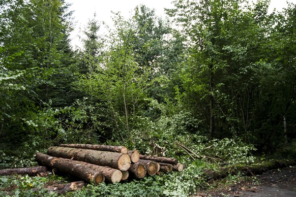 ARCHIV ? ZU DEN THEMEN AN DER HERBSTSESSION DER EIDGENOESSISCHEN RAETE VON HEUTE DIENSTAG, 10. SEPTEMBER 2019, STELLEN WIR IHNEN FOLGENDES BILDMATERIAL ZUR VERFUEGUNG - Vom Borkenkaefer befallene, gef ...