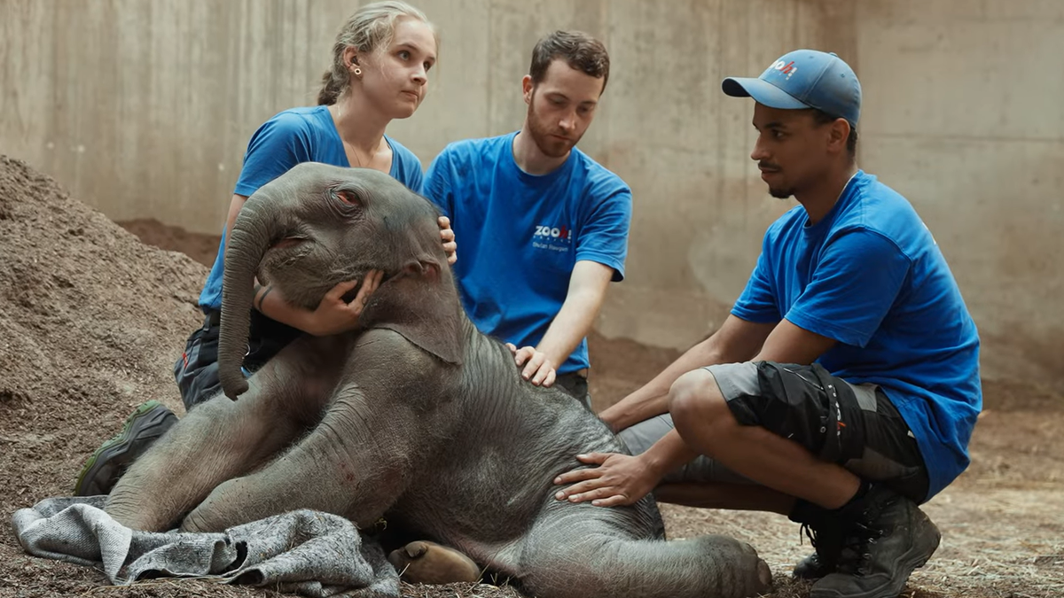 Der Zoo Zürich will trotz Todesfällen weiterhin Elefanten züchten