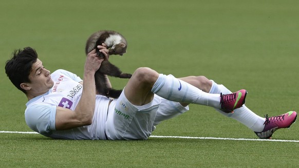 Der Zuercher Loris Benito faengt einen Marder ein beim Fussball Meisterschaftsspiel der Super League zwischen dem FC Thun und dem FC Zuerich am Sonntag, 10. Maerz 2013, in der Arena Thun. (KEYSTONE/Ma ...