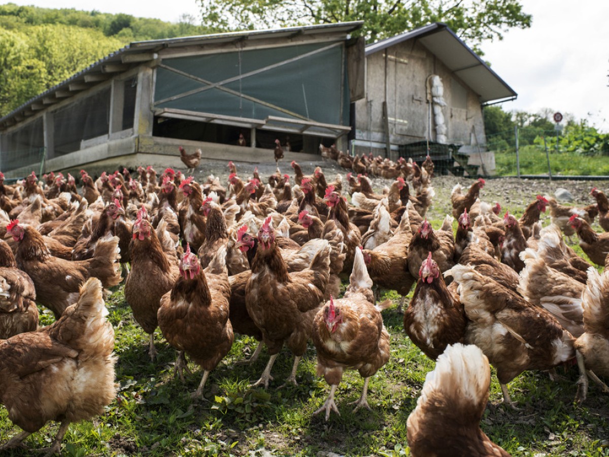 Les poules, en particulier les poules pondeuses, sont les seuls animaux de rente dont le nombre a augmenté en Suisse l'année dernière (image d'illustration).