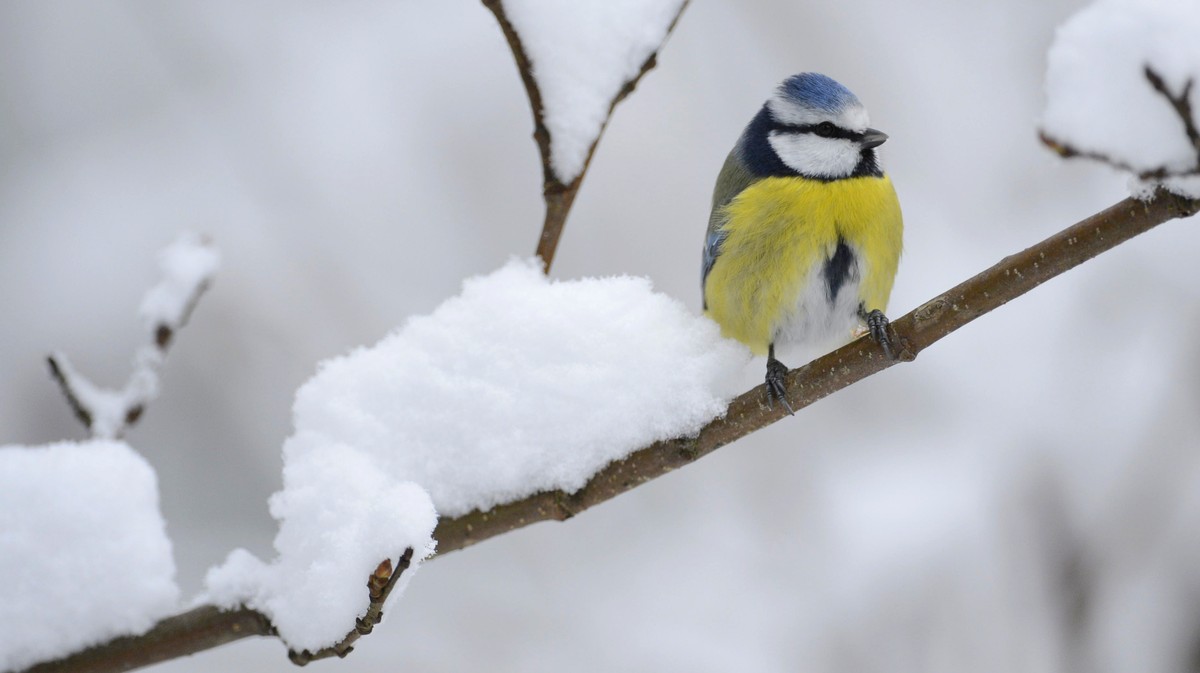 blaumeise