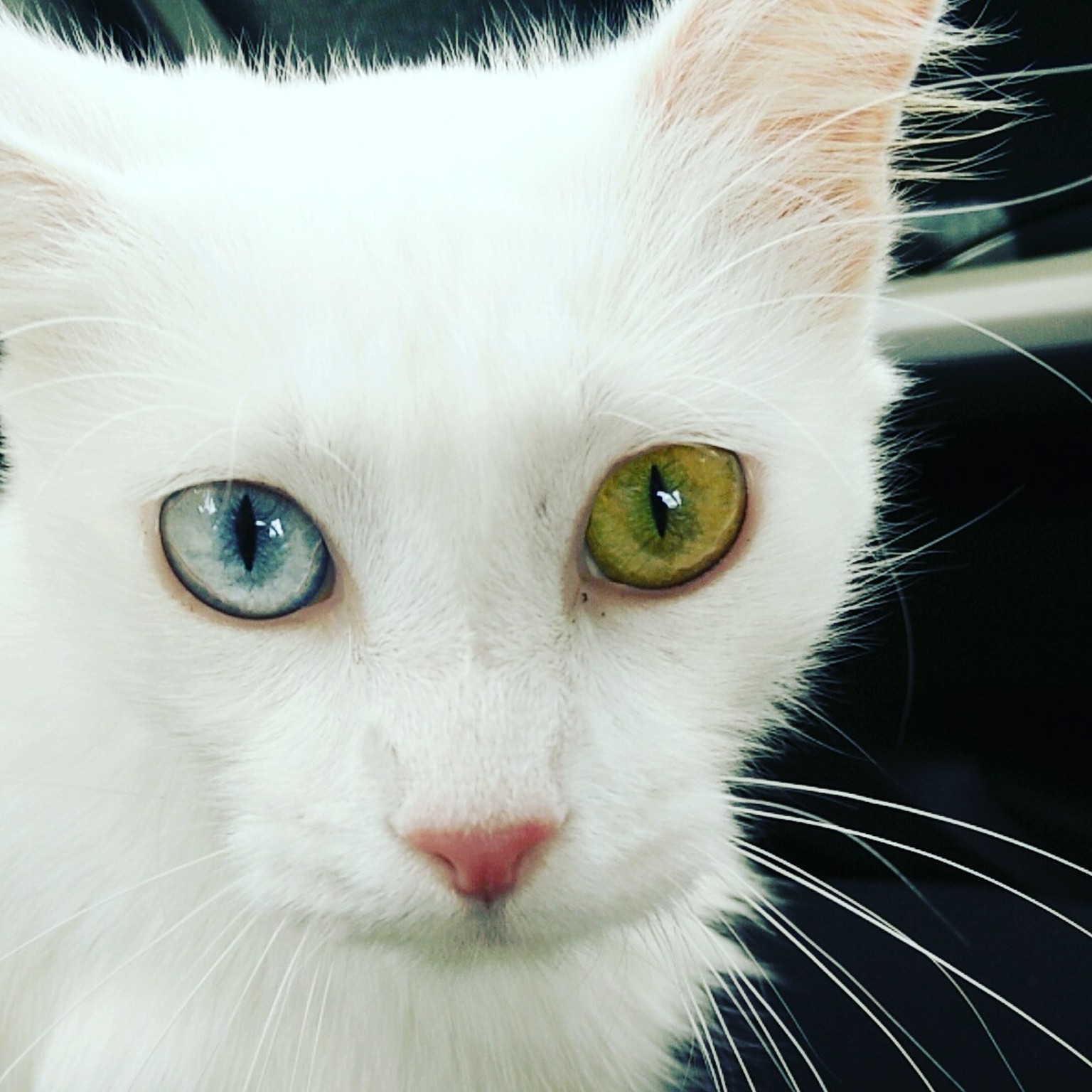 Odd-eyed Katzen mit zweifarbigen Augen. Katzenaugen