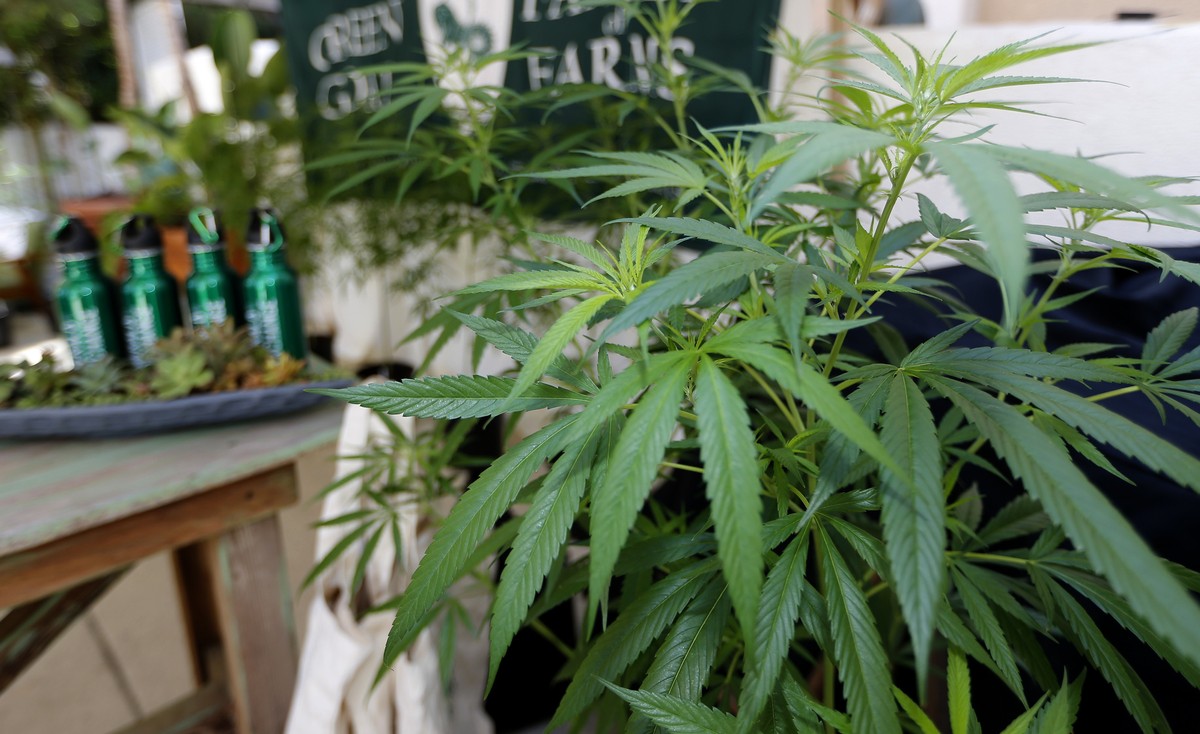 FILE - In this Sept. 28, 2017, file photo, Marijuana plants are displayed at the Green Goat Family Farms stand at "The State of Cannabis," a California industry group meeting in Long Beach,  ...