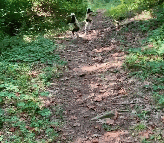 Animiertes GIF