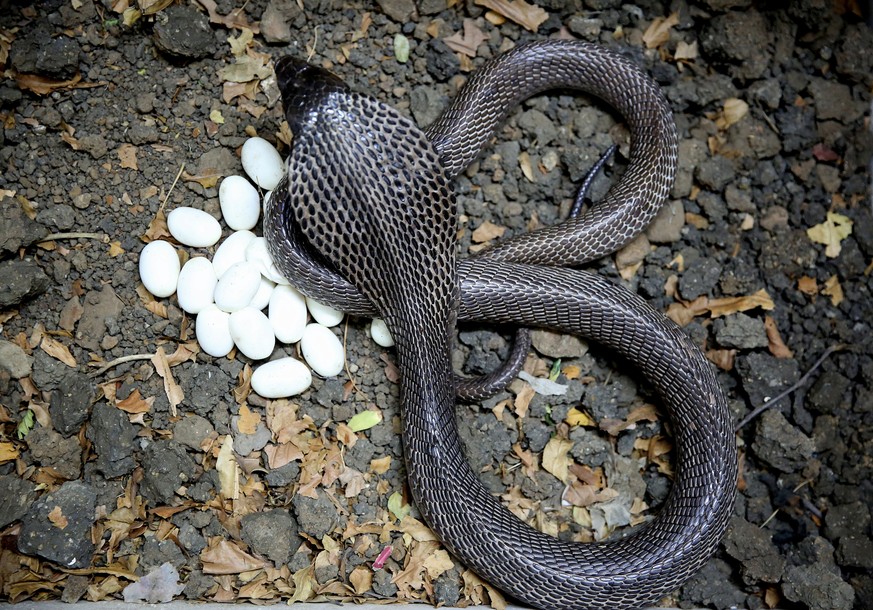 epa05950523 A female black cobra snake trails around her eggs at the Mohd Saleem snake expert rescue center in Bhopal, India, 08 May 2017. Cobra snakes lay 20 to 40 eggs at a time, which hatch in arou ...