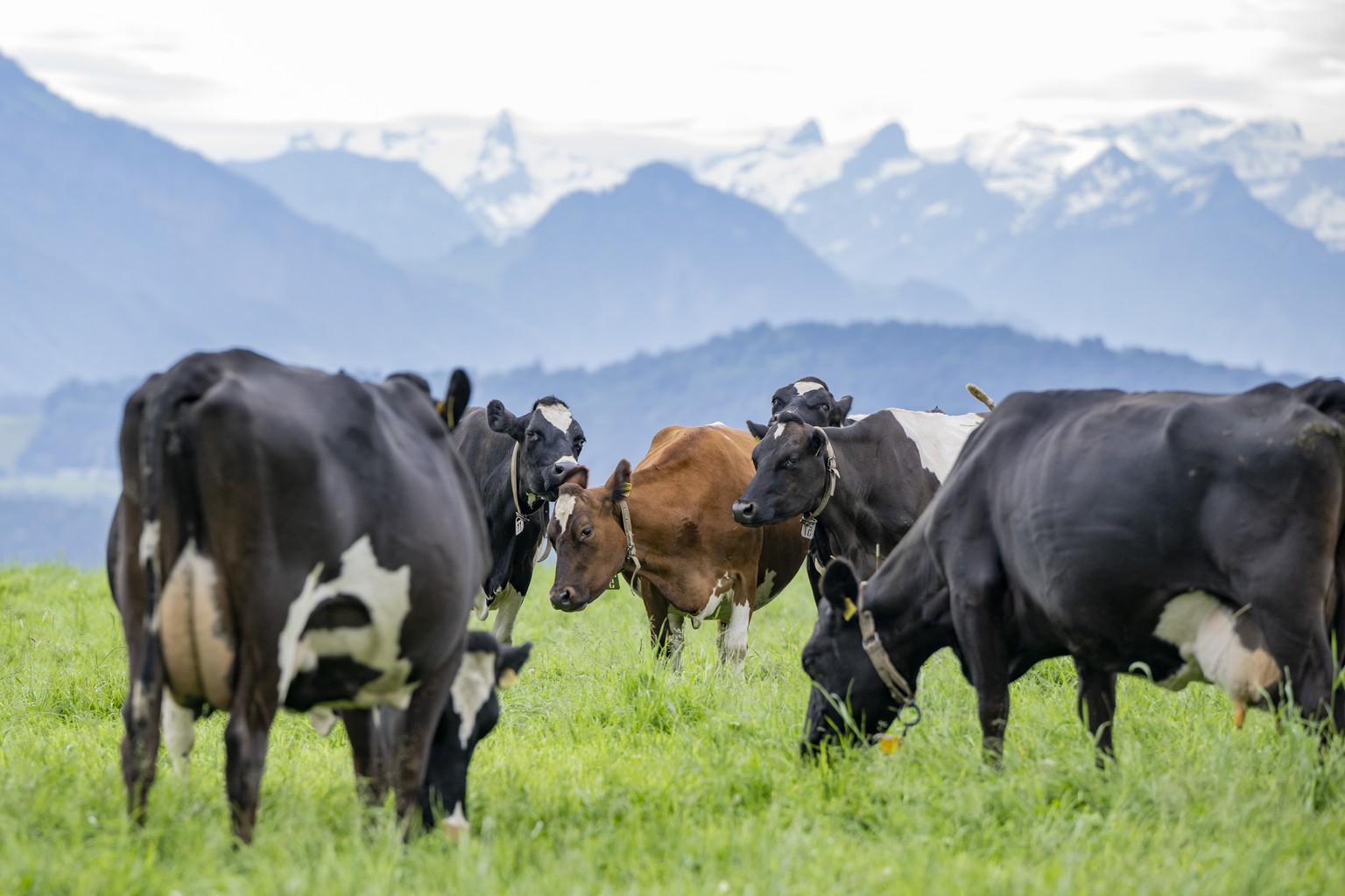 Kuehe der Art Kiwicross auf der Weide anlaesslich eines Medienanlass des Projekts, KlimaStaR Milch, mit deren Partner Emmi, Nestle, Aaremild, ZMP und AgroCleanTech auf dem Bauernhof der Familie Pascal ...