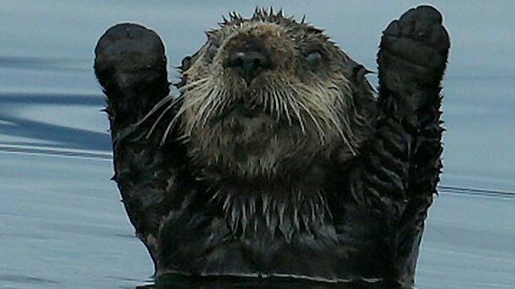 Otte / Otten
Cute News
http://imgur.com/search/score/all?q_type=jpg&amp;q_all=otter