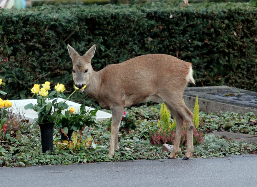 Auf frischer Tat ertappt: Eines von zwei Dutzend Rehen frisst täglich, was die Gräber auf dem Friedhof Hörnli hergeben.