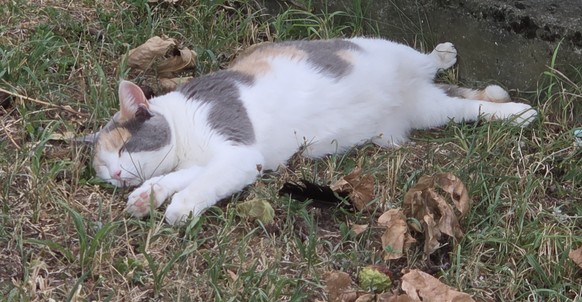 Nur heute, nur hier: 27 bezaubernde Tierbilder\nUnsere Katze entspannt sich im Schatten...