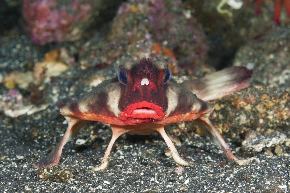 Rotlippen-Fledermausfisch, Ogcocephalus darwini, Cabo Douglas, Fernandina Island, Galapagos, Ecuador Red-lipped Batfish, Ogcocephalus darwini, Cabo Douglas, Fernandina Island, Galapagos, Ecuador Rotli ...