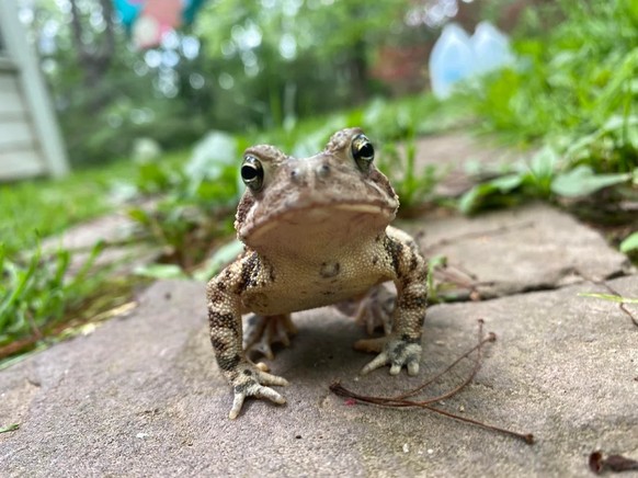 cute news tier frosch

https://www.reddit.com/r/Animals/comments/1imey19/photogenic_toad/