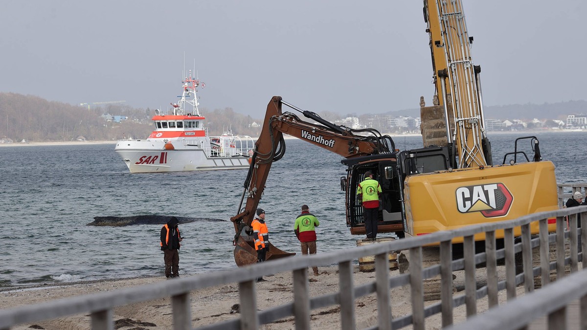 Wal, Tier,Reisen, Tourismus, urlaub, Ferien, Ostsee, Timmendorfer Strand, Luebecker Bucht, Gestrandeter Buckelwal liegt auf Sandbank vor Niendorf, Rettungsaktion, Waldrama, Bagger Timmendorfer Strand  ...