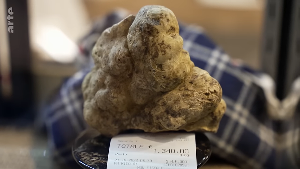 ARTE-Doku über Trüffelsucher, Trüffelhunde, Giftköder