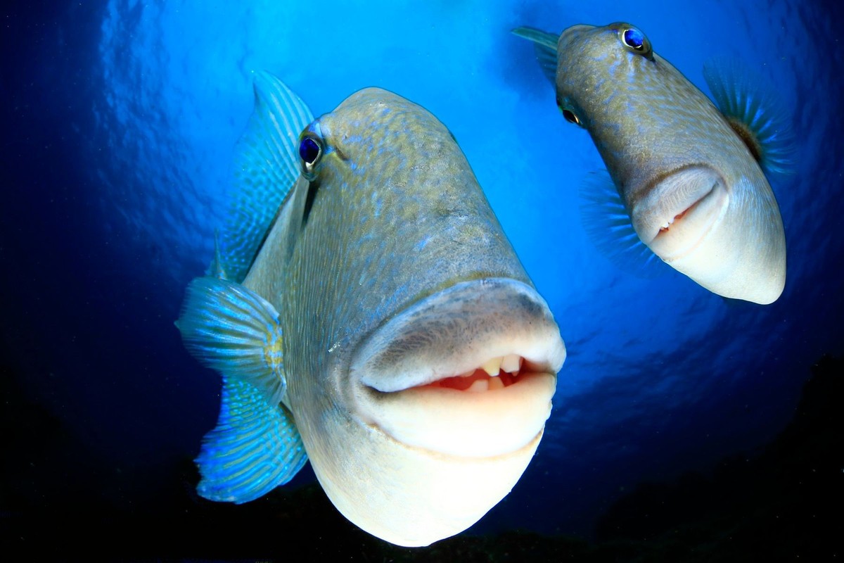 Comedy Wildlife Photography Awards: Gewinner der Kategorie "Kreaturen unter Wasser"