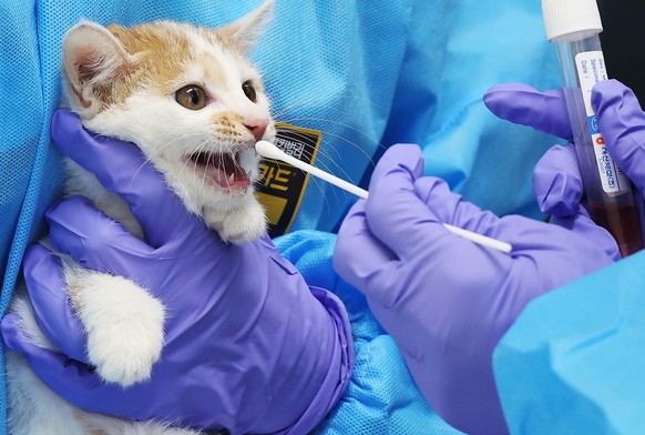 epaselect epa10779197 A veterinarian takes a sample from a cat at an animal shelter in Yeoju, southeast of Seoul, South Korea, 01 August 2023, after cats were found to have been infected with a highly ...