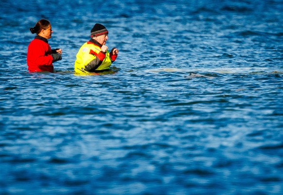 ARCHIV - 26.04.2026, Mecklenburg-Vorpommern, F�hrdorf (Poel): Mecklenburg-Vorpommerns Umweltminister Till Backhaus (SPD, r) geht durch das Wasser zum gestrandeten Buckelwal vor der Insel Poel. (zu dpa ...