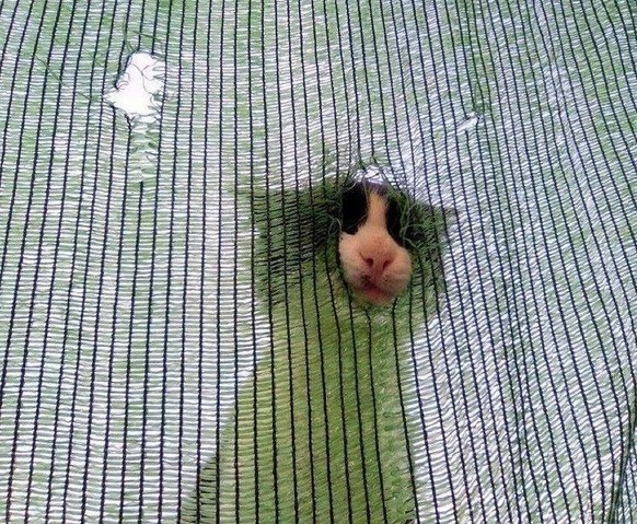 cute news tier katze

https://ch.pinterest.com/pin/422281212564521/