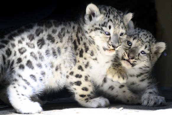 epa10084099 Six weeks old Snow Leopard (Panthera uncia) cubs stay in their enclosure at the zoo of Servion, in Servion, Switzerland, 21 July 2022. The female Guilda gave birth to the two cubs in early ...