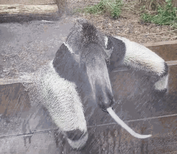 Animiertes GIF