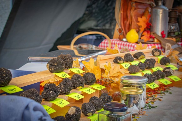 Am Trüffelmarkt in Bonvillars gibt es Trüffel in den unterschiedlichsten Grössen zu kaufen.