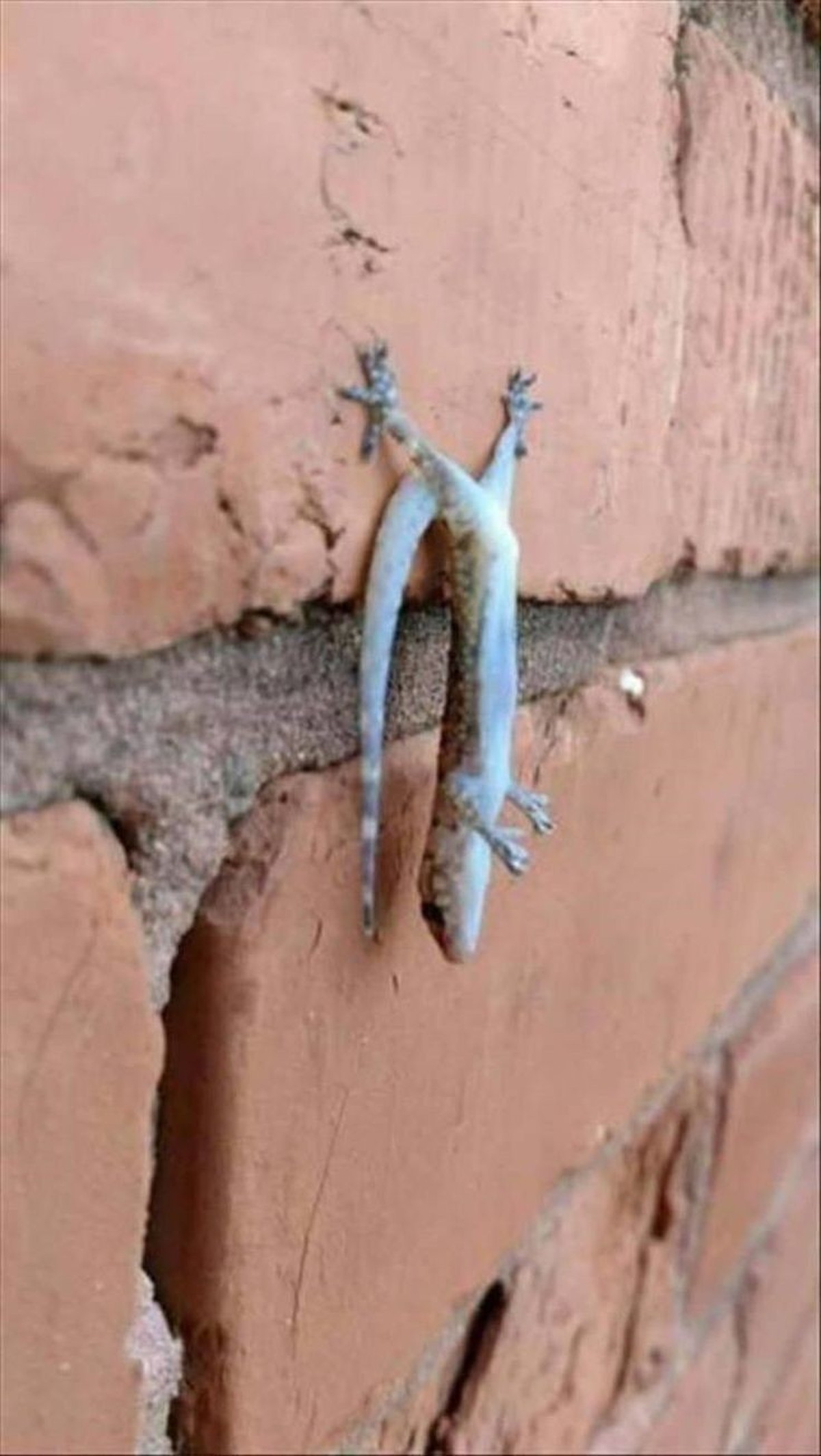 cute news tier gecko

https://ch.pinterest.com/pin/1121888957205804920/