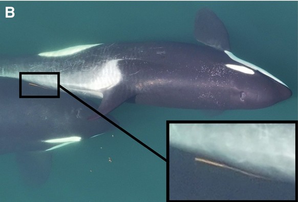 orcas using tools