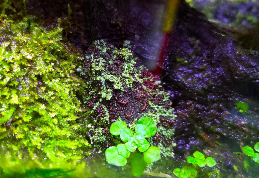 Vietnamesischer Moosfrosch (Theloderma corticale) im Tierporträt der Woche bei den Cute News auf watson.ch