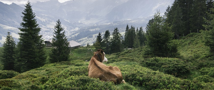 ZUR UNESCO BIOSPHAERE ENTLEBUCH STELLEN WIR IHNEN HEUTE, DONNERSTAG, 18. AUGUST 2016, FOLGENDES BILDMATERIAL ZUR VERFUEGUNG --- Posterior view of a cow, amidst a green, hilly landscape in Silwaengen,  ...