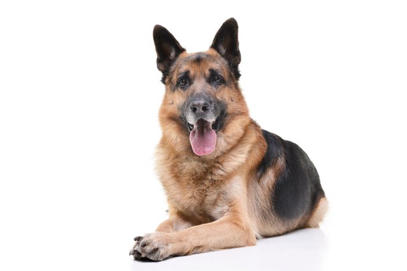 Un berger allemand Un berger allemand